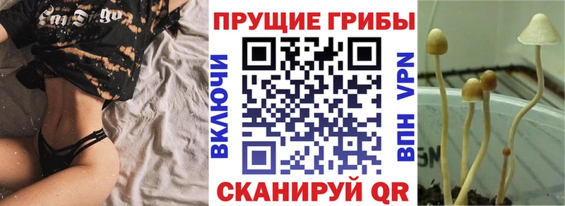 Купить  Сокол  Псилоцибиновые грибы ЛСД 
