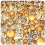 Псилоцибиновые (галлюциногенные)  грибы Psilocybin "Golden Teacher" в Соколе