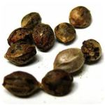 Семена марихуаны АК-47  (Seeds AK-47) в Соколе